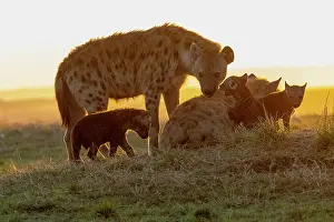 Coucher: Afrique, Afrique de l'Est, Kenya, Reserve nationale du Masai