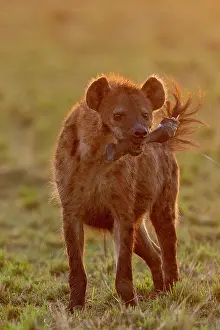 Lever: Afrique, Afrique de l'Est, Kenya, Reserve nationale du Masai