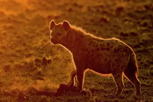 Lever: Afrique, Afrique de l'Est, Kenya, Reserve nationale du Masai