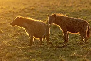 Lever: Afrique, Afrique de l'Est, Kenya, Reserve nationale du Masai