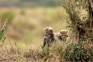 Guepard: Afrique, Afrique de l'Est, Kenya, Reserve nationale du Masai
