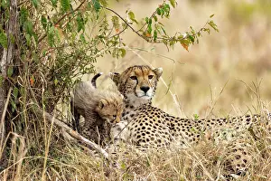Guepard: Afrique, Afrique de l'Est, Kenya, Reserve nationale du Masai