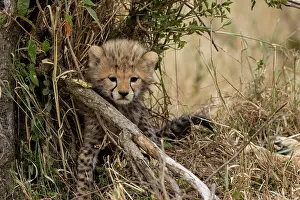 Guepard: Afrique, Afrique de l'Est, Kenya, Reserve nationale du Masai