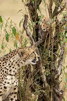 Guepard: Afrique, Afrique de l'Est, Kenya, Reserve nationale du Masai