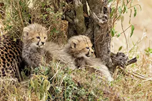 Guepard: Afrique, Afrique de l'Est, Kenya, Reserve nationale du Masai