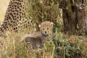 Guepard: Afrique, Afrique de l'Est, Kenya, Reserve nationale du Masai