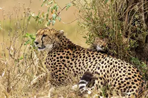 Guepard: Afrique, Afrique de l'Est, Kenya, Reserve nationale du Masai