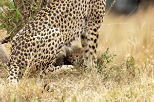 Guepard: Afrique, Afrique de l'Est, Kenya, Reserve nationale du Masai