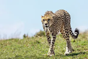 Guepard: Afrique, Afrique de l'Est, Kenya, Reserve nationale du Masai