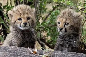 Guepard: Afrique, Afrique de l'Est, Kenya, Reserve nationale du Masai