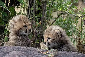 Guepard: Afrique, Afrique de l'Est, Kenya, Reserve nationale du Masai