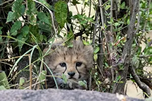 Guepard: Afrique, Afrique de l'Est, Kenya, Reserve nationale du Masai