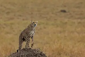 Guepard: Afrique, Afrique de l'Est, Kenya, Reserve nationale du Masai