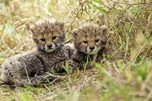 Guepard: Afrique, Afrique de l'Est, Kenya, Reserve nationale du Masai