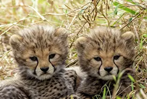Guepard: Afrique, Afrique de l'Est, Kenya, Reserve nationale du Masai