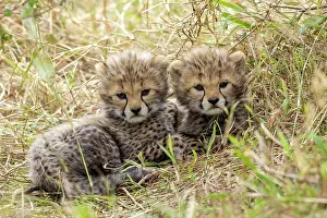 Guepard: Afrique, Afrique de l'Est, Kenya, Reserve nationale du Masai