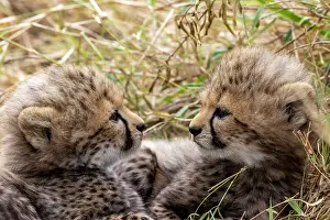 Guepard: Afrique, Afrique de l'Est, Kenya, Reserve nationale du Masai