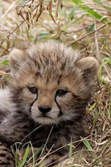 Guepard: Afrique, Afrique de l'Est, Kenya, Reserve nationale du Masai