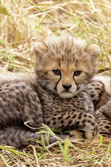 Guepard: Afrique, Afrique de l'Est, Kenya, Reserve nationale du Masai