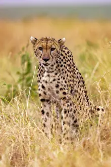 Guepard: Afrique, Afrique de l'Est, Kenya, Reserve nationale du Masai