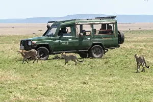 Guepard: Afrique, Afrique de l'Est, Kenya, Reserve nationale du Masai