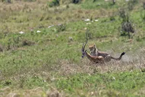 Thomson: Afrique, Afrique de l'Est, Kenya, Reserve nationale du Masai