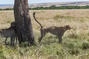 Guepard: Afrique, Afrique de l'Est, Kenya, Reserve nationale du Masai