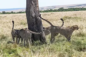 Guepard: Afrique, Afrique de l'Est, Kenya, Reserve nationale du Masai