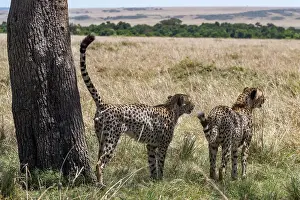 Guepard: Afrique, Afrique de l'Est, Kenya, Reserve nationale du Masai