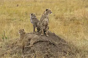 Guepard: Afrique, Afrique de l'Est, Kenya, Reserve nationale du Masai