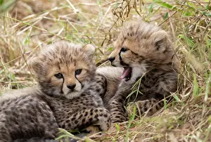 Guepard: Afrique, Afrique de l'Est, Kenya, Reserve nationale du Masai