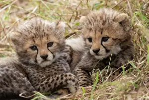 Guepard: Afrique, Afrique de l'Est, Kenya, Reserve nationale du Masai