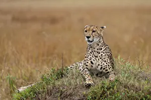 Guepard: Afrique, Afrique de l'Est, Kenya, Reserve nationale du Masai