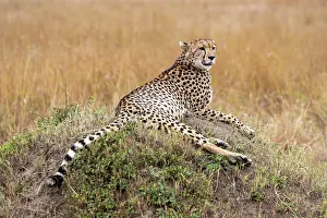Guepard: Afrique, Afrique de l'Est, Kenya, Reserve nationale du Masai