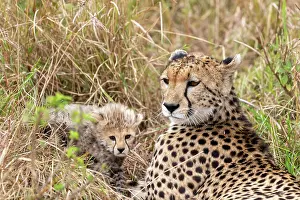 Guepard: Afrique, Afrique de l'Est, Kenya, Reserve nationale du Masai