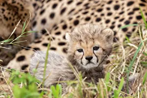 Guepard: Afrique, Afrique de l'Est, Kenya, Reserve nationale du Masai