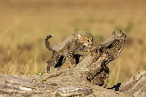 Guepard: Afrique, Afrique de l'Est, Kenya, Reserve nationale du Masai
