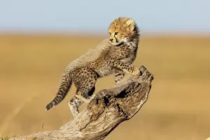 Guepard: Afrique, Afrique de l'Est, Kenya, Reserve nationale du Masai