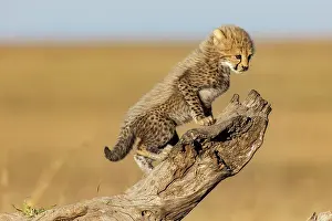 Guepard: Afrique, Afrique de l'Est, Kenya, Reserve nationale du Masai