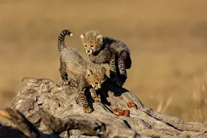 Guepard: Afrique, Afrique de l'Est, Kenya, Reserve nationale du Masai