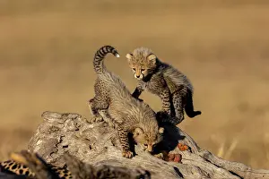 Guepard: Afrique, Afrique de l'Est, Kenya, Reserve nationale du Masai