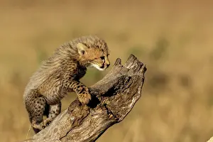 Guepard: Afrique, Afrique de l'Est, Kenya, Reserve nationale du Masai