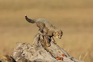 Guepard: Afrique, Afrique de l'Est, Kenya, Reserve nationale du Masai