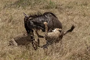 Guepard: Afrique, Afrique de l'Est, Kenya, Reserve nationale du Masai