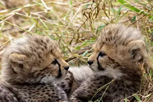 Guepard: Afrique, Afrique de l'Est, Kenya, Reserve nationale du Masai
