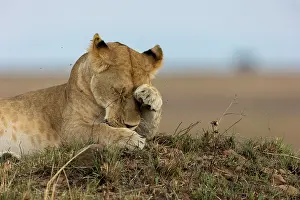 Lionne: Afrique, Afrique de l'Est, Kenya, Reserve nationale du Masai