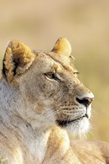 Lionne: Afrique, Afrique de l'Est, Kenya, Reserve nationale du Masai