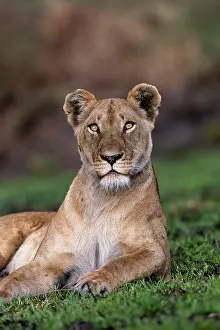 Lionne: Afrique, Afrique de l'Est, Kenya, Reserve nationale du Masai