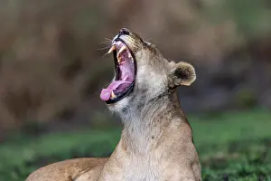 Baillement: Afrique, Afrique de l'Est, Kenya, Reserve nationale du Masai