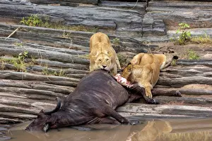 Adultes: Afrique, Afrique de l'Est, Kenya, Reserve nationale du Masai